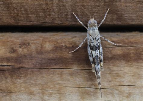 Grasshopper Invasion Makes Its Mark On Las Vegas Weather Radar Local Las Vegas Local