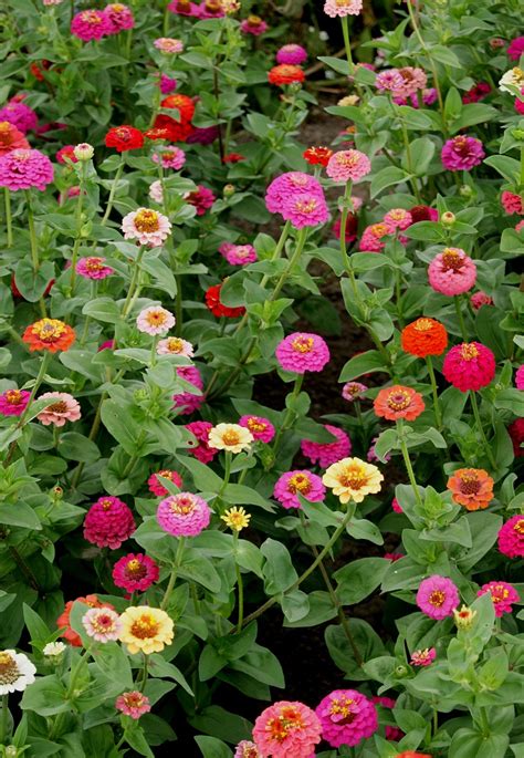 Zinnia Elegans Lilliput Series Lilliput Mix Seeds 1 95 From