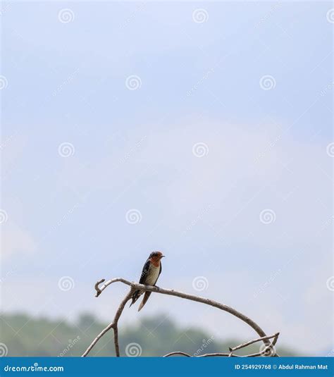 Uccello Di Rondine Del Pacifico Sul Ramo Dellalbero Fotografia Stock