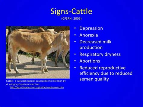 Anaplasmosis