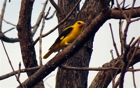 Indian Golden Oriole Bird Male Free Photo On Pixabay Pixabay