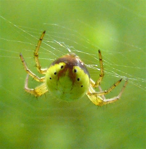 Six Spotted Orbweaver Araniella Displicata Bugguide Net