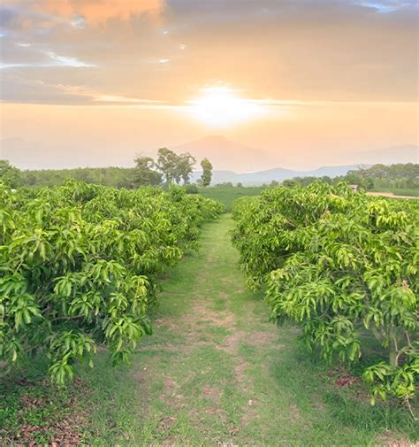 Getfarms Mango Farmland Mango Farm For Sale Mango Farms