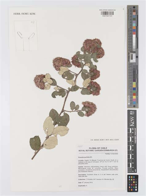 Proustia Pyrifolia DC Plants Of The World Online Kew Science