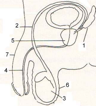 Aparato Reproductor Masculino Para Colorear Sin Nombres Anatom Sketch