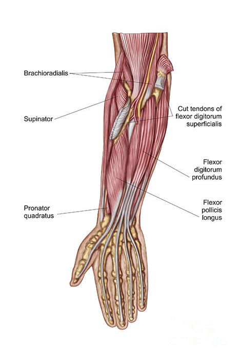 Anatomy Of Human Forearm Muscles, Deep Digital Art by Stocktrek Images