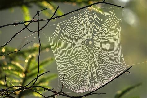 Spider Web Backlighting Fall In Free Photo On Pixabay