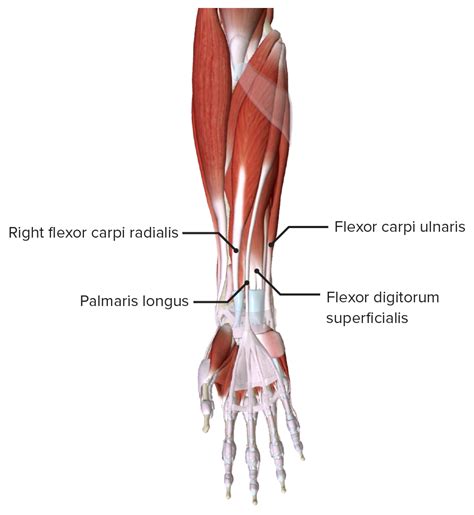 Mano Anatomía Concise Medical Knowledge