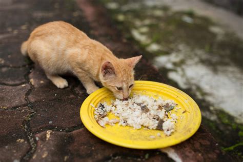 Kucing Boleh Makan Nasi Tinjauan Kucing Dan Karbohidrat Txtdaripetfood