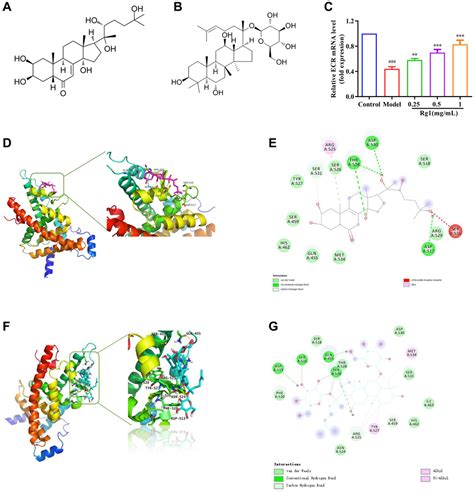 New Insights Into Ginsenoside Rg1 Regulating The Niche To Inhibit Age