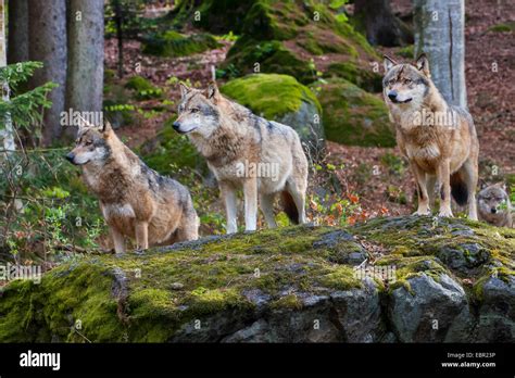 European Gray Wolf Canis Lupus Lupus Three Wolves Standing On A