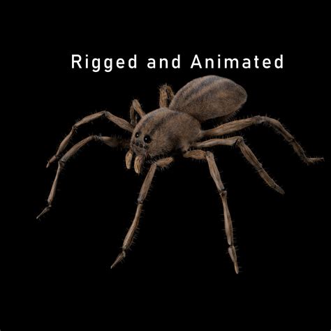 Spider 3d Model Animated Rigged Cgtrader