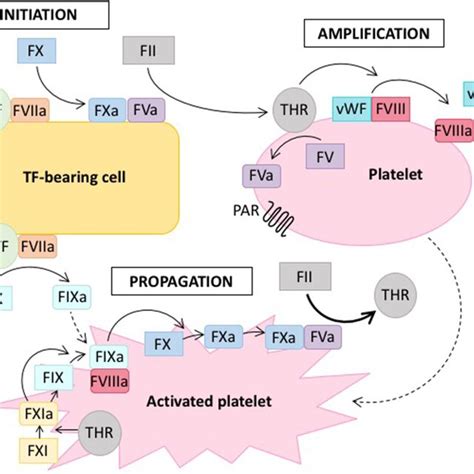 Cell Based Model Of Coagulation On The Surface Of Tissue Factor Tf