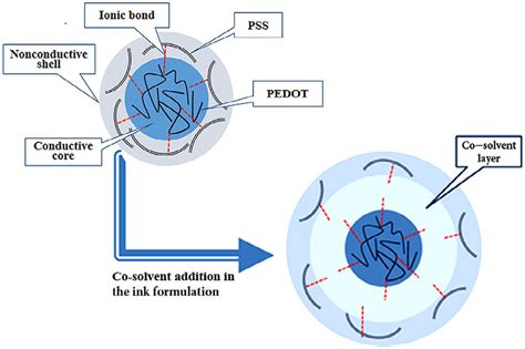 Particle Structure Of Pedotpss Inks In Presence Of Co Solvent And