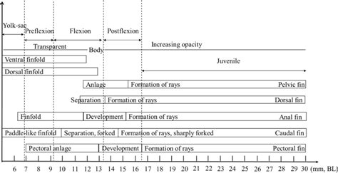 Morphological Events Observed During Ontogenetic Developmental Process