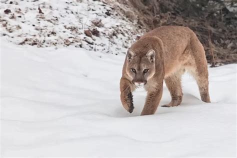 Interesting Facts About Cougars The Fourth Largest Cat In The World