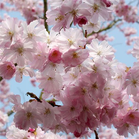 Prunus Accolade Majestic Trees