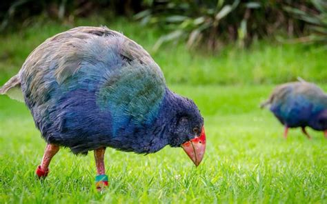 Un pájaro prehistórico extinto regresa a Nueva Zelanda