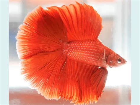 Revealing Spiritual And Symbolic Meanings Betta Fish Days Pets