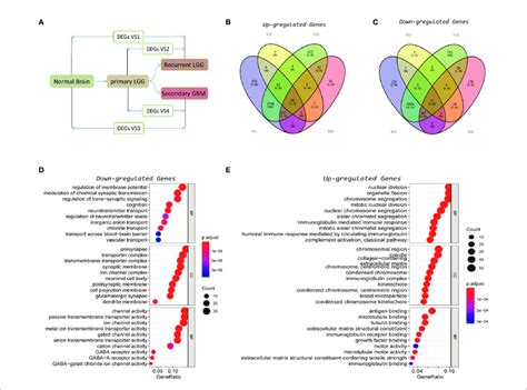 Identification Of Recurrence Factors In Low Grade Gliomas A