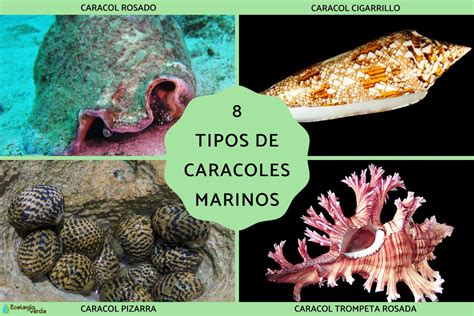 Tipos De Caracoles Marinos Nombres Y Fotos