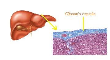 Plzgive A Diagram Of Glisson S Capsule Biology Life Processes