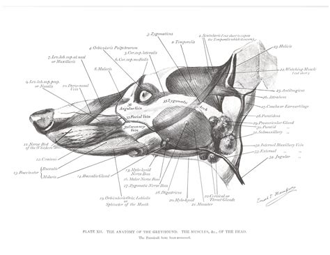 Greyhound Anatomy Diagram - The Head Muscles - click the link to get ...