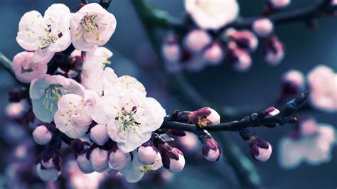 Hintergrundbilder Lebensmittel Blumen Pflanzen Fotografie Ast