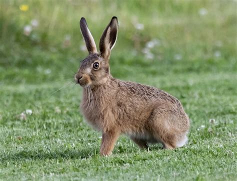 Young Hare Leveret Baby - Free photo on Pixabay