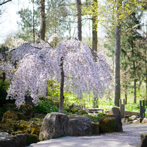 Snow Fountains® Weeping Cherry Trees for Sale | FastGrowingTrees.com