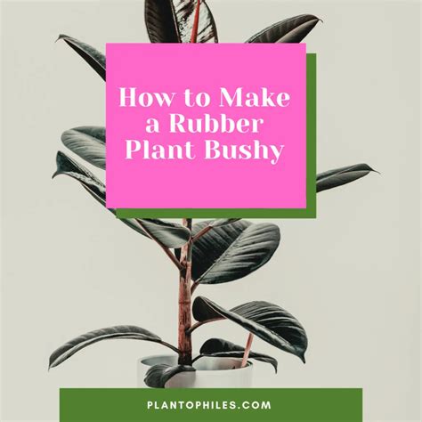 How To Make A Rubber Plant Bushy Prune A Rubber Tree