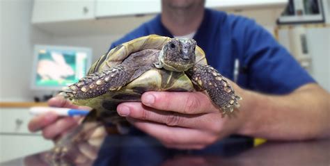 Comment Savoir Si Une Tortue Est M Le Ou Femelle D Couvrez Le