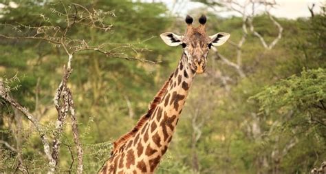 15 Fantastic Giraffe Facts for Clever Kids | toucanBox