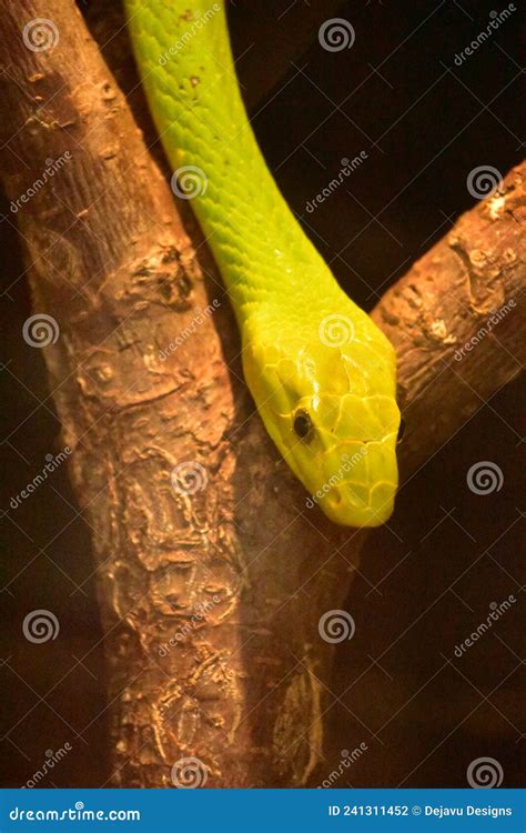 VENENOSAS COBRA VERDE Descubra O Mundo De Possibilidades Big Bambu