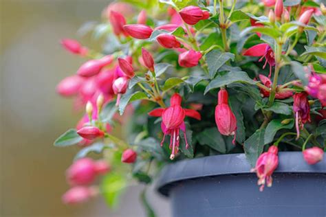 How To Grow And Care For Fuchsia Flowers Gardeners Path