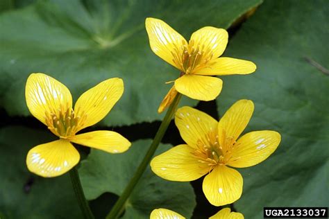 Yellow Marsh Marigold Caltha Palustris