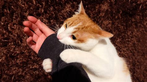 猫の甘噛みを治したい！ねこが甘噛みする原因はなに？甘噛みを止めさせるしつけ方法を徹底解説！ 猫ぐらし