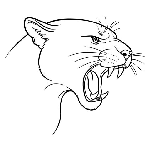 cougar animal drawing 1
