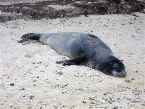 Are Seals The Dogs Of The Sea