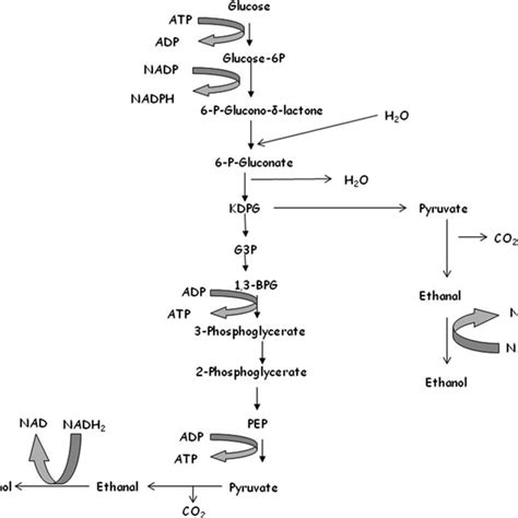 Biochemical Pathways Of Glycolysis Alcoholic Fermentation Respiration