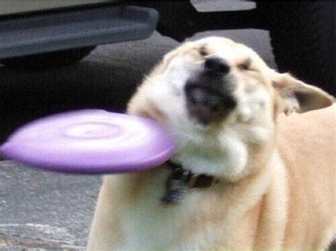 Dog hit by frisbee Blank Template - Imgflip