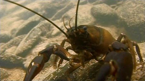 Bbc News Science And Environment Robotic Crayfish Could Save Lives