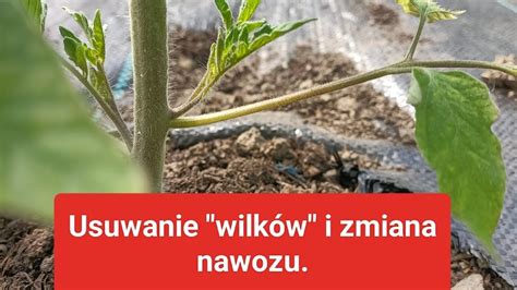 M J Pomidor Nie Owocuje Wielkie Zielone Krzaki I Zerowe Ilo Ci