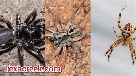 12 Types Of Spiders In Texas Texas Today