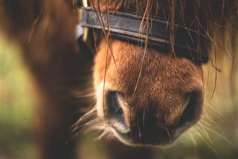 Horse, Nose, Close-up HD wallpaper | Wallpaper Flare