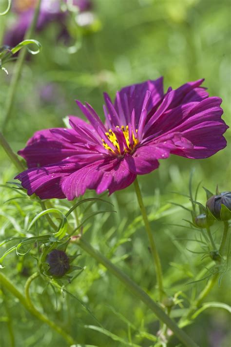 COSMOS bipinnatus Fizzy Purple - Muller Seeds