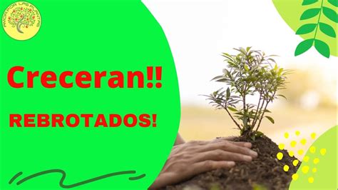 Extracci N De Hormonas Vegetales Tus Plantas Crecer N M S R Pido