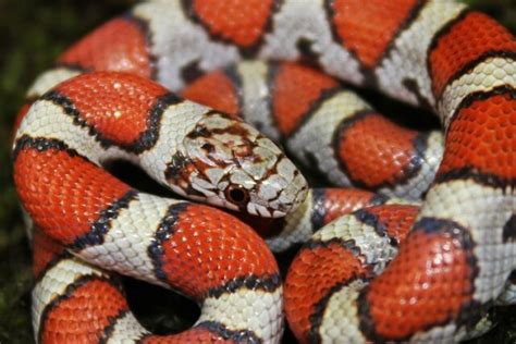 Cobras Vermelhas Tipos E Nomes