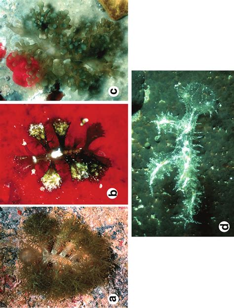 Photographs of living animals. | Download Scientific Diagram