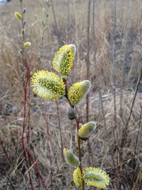 Buy Pussy Willow For Sale Online Direct Native Plants